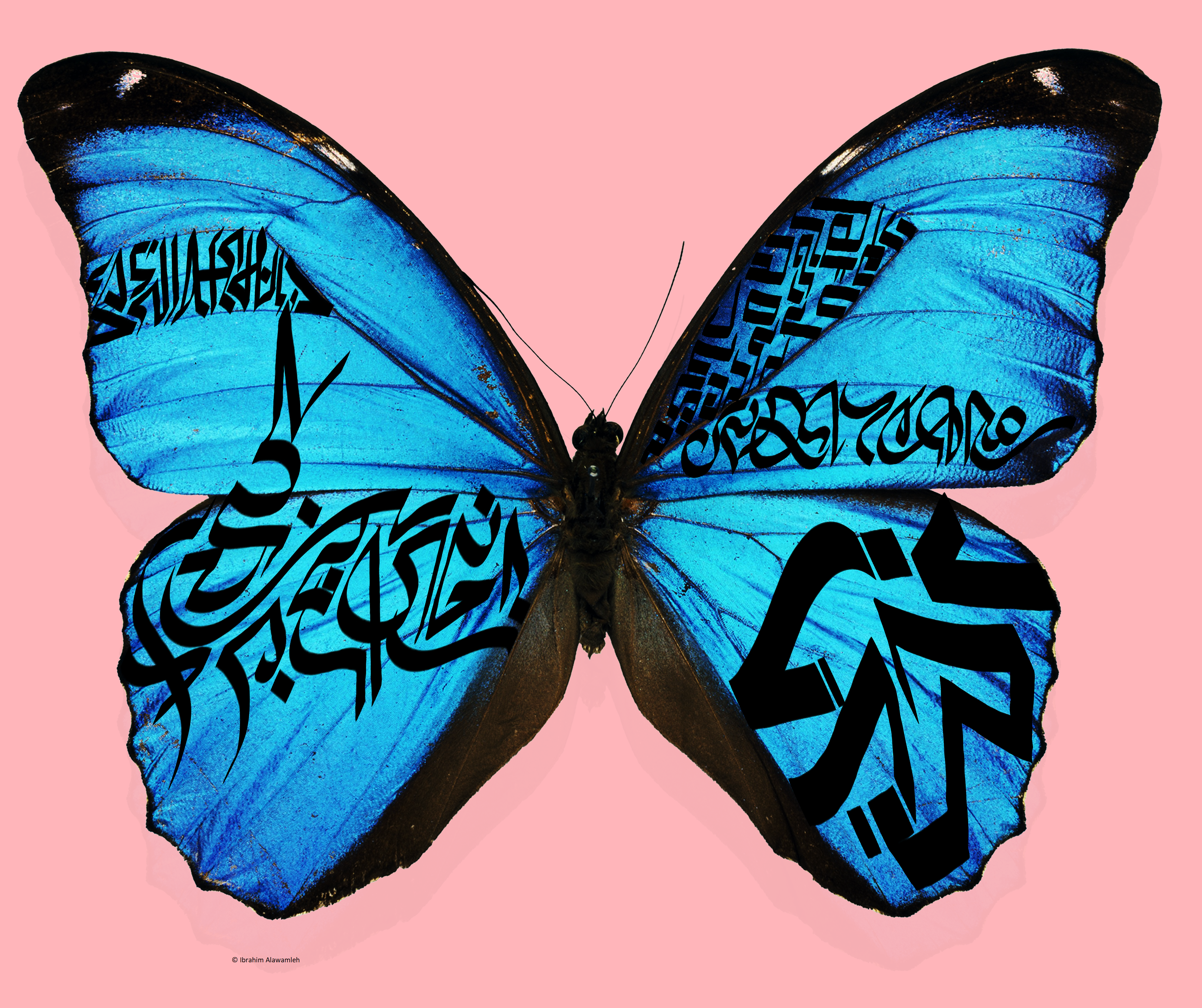 Ibrahim Alawamleh Butterfly(1) (1)